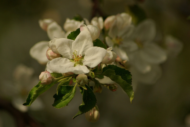 #jabłoń #kwiaty #wiosna #DrzewaOwocowe
