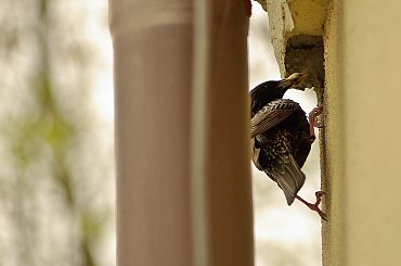 po sąsiedzku, za ścianą :) #ptaki #szpak