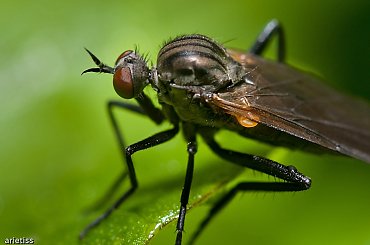 Mała głowa... #makro #owady #mucha #arietiss