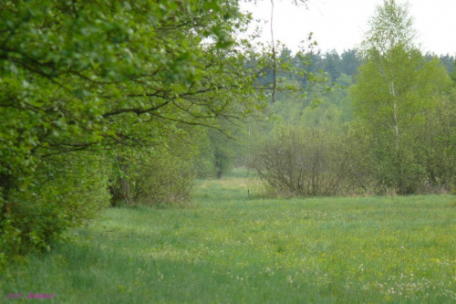 Puszcza Piska - okolice Browarnika #PuszczaPiska