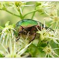 Kruszczyca złotawka ? - Cetonia aurata . Data : 13.05.2010. Miejsce : obok torów kolejowych . Miejscowość : Piaski Wielkopolskie .