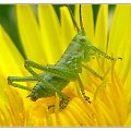 Larwa pasikonika zielonego - Tettigonia viridissima