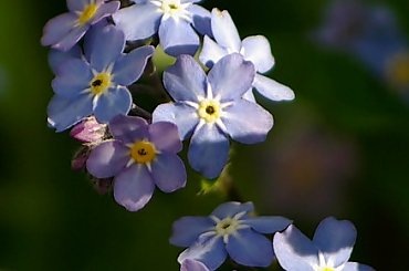 #kwiaty #niezapominajki