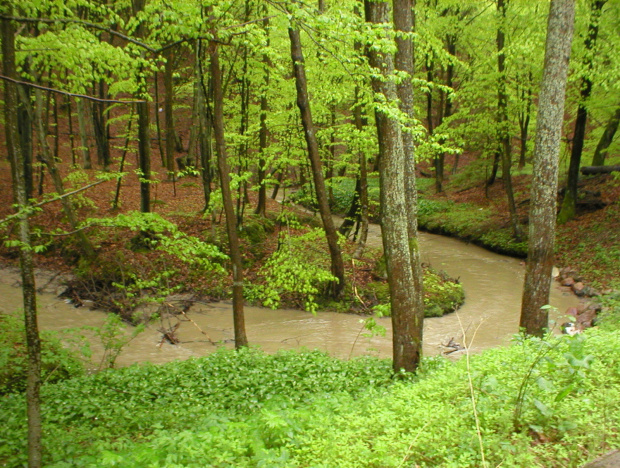 MEANDRUJĄCY POTOK GRABIANKA