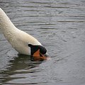 Kaszubskie łabędzie
