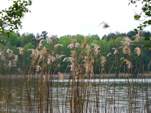Widok na jezioro Pamiątkowskie przez trzciny. #jeziora