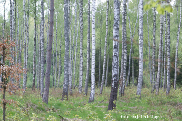 wieczorny