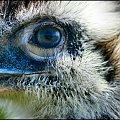 Oko Strusia #ptaki #oko #natura #makro
