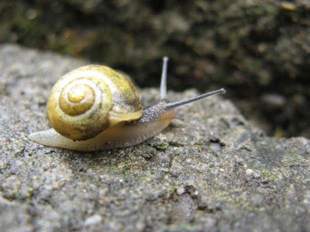 #natura #makro