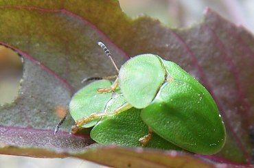 żuczki małe #chrząszcz