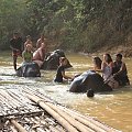 Tajlandia, Kanczanaburi, kąpiele ze słoniami. Warto!