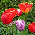 troszkę kolorków ... :)) #kwiaty #tulipany #ogród #wiosna