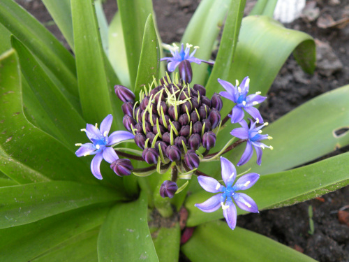 Scilla peruviana