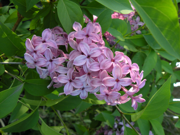 Syringa chinensis 'Saugeana' 23.05.2010