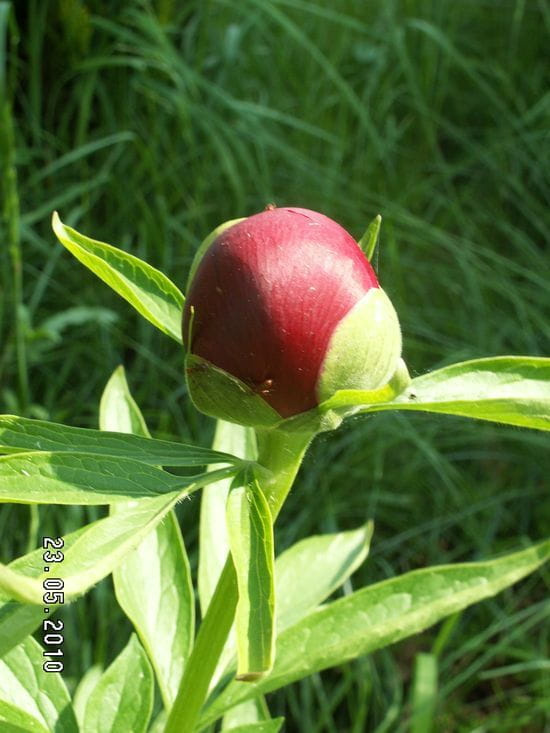 Za kilka dni ta kulka zamieni się w piękną peonię