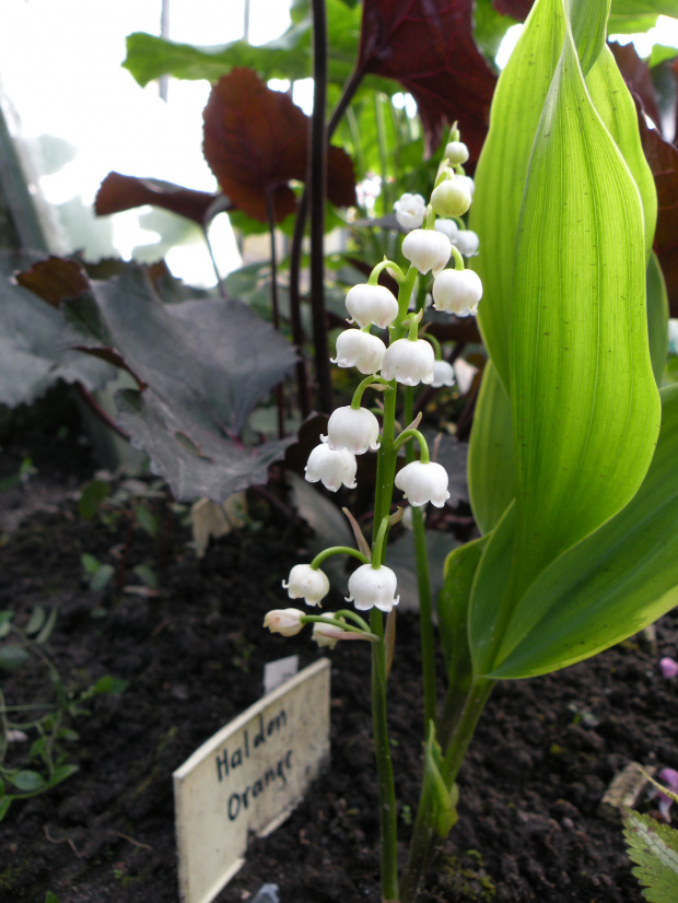 Convallaria majalis 'Haldon Grange'