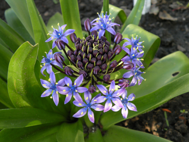 scilla peruviana