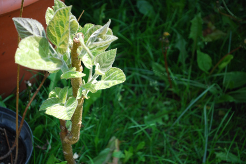 Paulownia 2010 maj