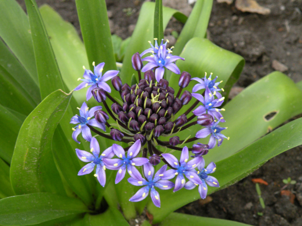 scilla peruviana