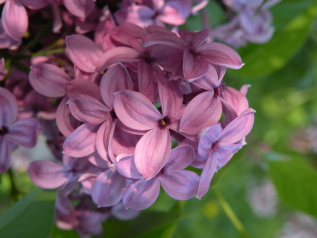 Syringa chinensis 'Saugeana' 23.05.2010