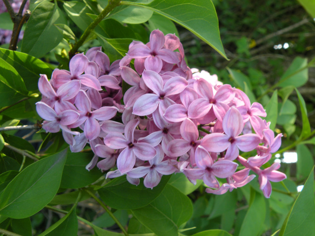 Syringa chinensis 'Saugeana' 23.05.2010