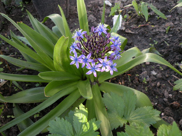 scilla peruviana