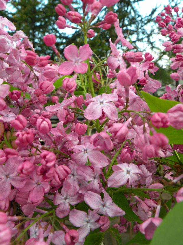 Syringa vulgaris 'Marechal Foch'