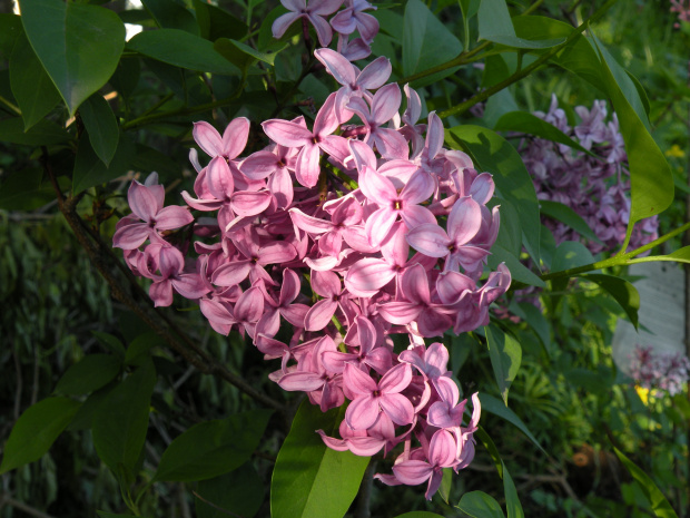 Syringa chinensis 'Saugeana' 23.05.2010