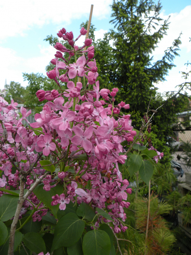 Syringa vulgaris 'Marechal Foch'