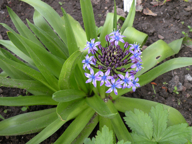 scilla peruviana