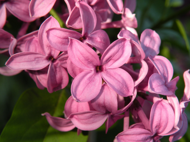 Syringa chinensis 'Saugeana' 23.05.2010