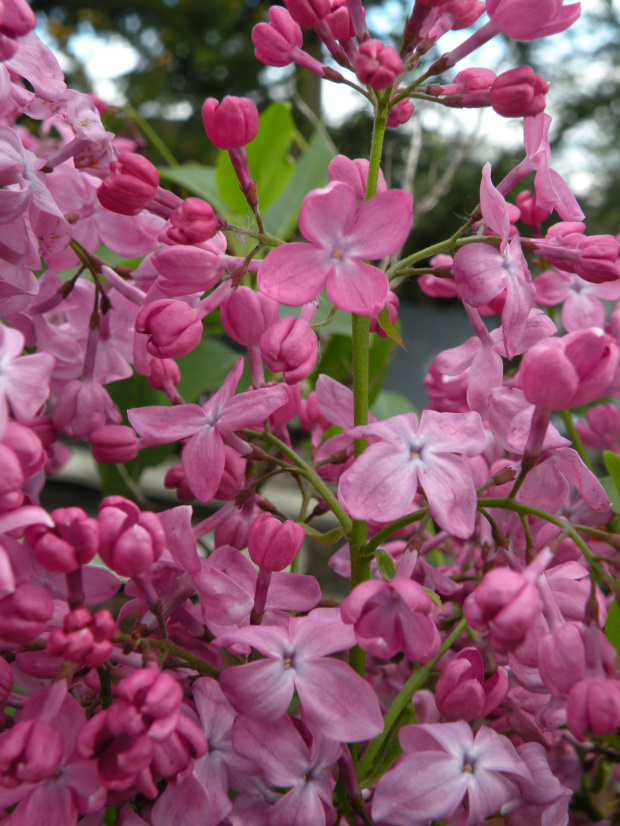 Syringa vulgaris 'Marechal Foch'