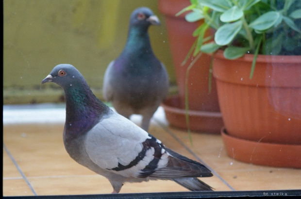 moi goście ... :)) #ptaki #gołębie #NaBalkonie #goście #wiosna #maj