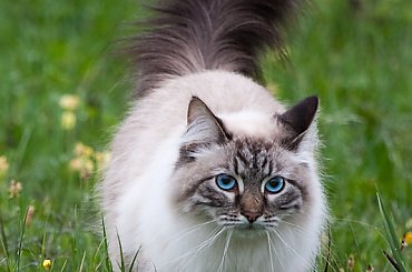 ?... #kot #zwierzęta #łąka #arietiss