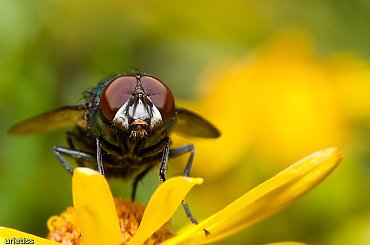 Mufa... #makro #natura #owady #mucha #arietiss