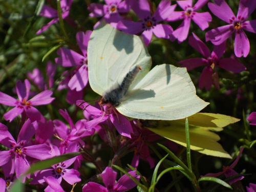 podglądnięte motylki;) #motyle #kwiaty