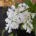 Syringa 'Agnes Smith'