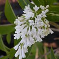 Syringa 'Agnes Smith'