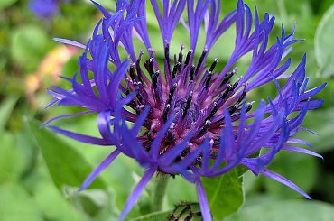 Ludzie wierzą, że aby osiągnąć sukces trzeba wstawać rano. Otóż nie - trzeba wstawać w dobrym humorze. (Marcel Achard) *************
udanego weekendu życzę odwiedzającym, ja na kilka dni zmykam ... :)) #kwiaty #chabry #wiosna #ogród #maj