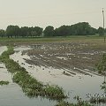 Takie piękne błotko sie marnuje i tyle ptaków do ganiania