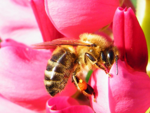 pszczółka MAJa, sobie lata #pszczoła #owad