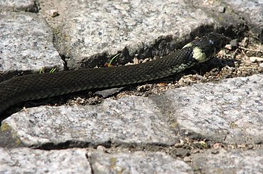 #WążGad #zaskroniec