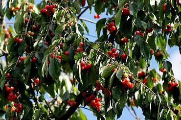 sobotnie różności ... #owoce #czereśnie #drzewa #wiosna