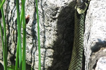 #WążGad #zaskroniec