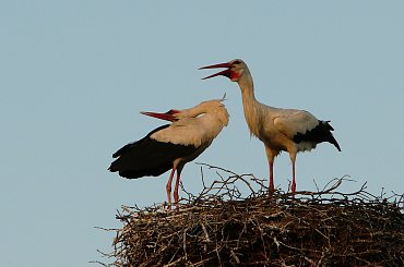 ... z życia boćków #bociany