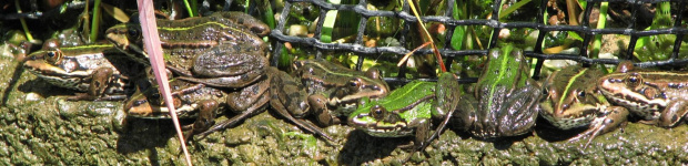 #płazy #żaby #ogród