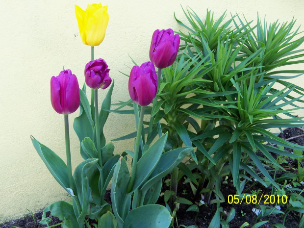 "Dzikie" tulipanki i lilie przy garażu.