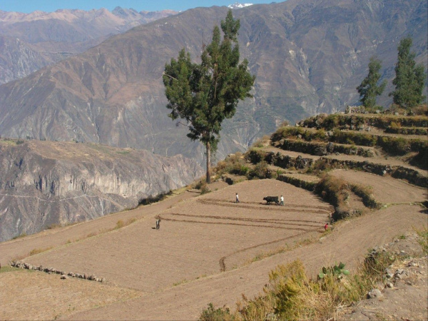 Kanion Colca Peru