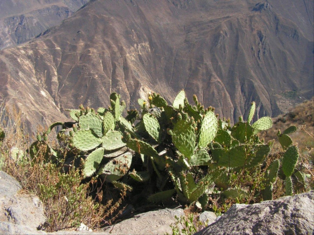 Kanion Colca Peru