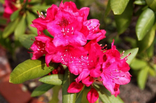 Rododendron.